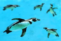 Nahrung aus dem Meer: Was essen Pinguine?