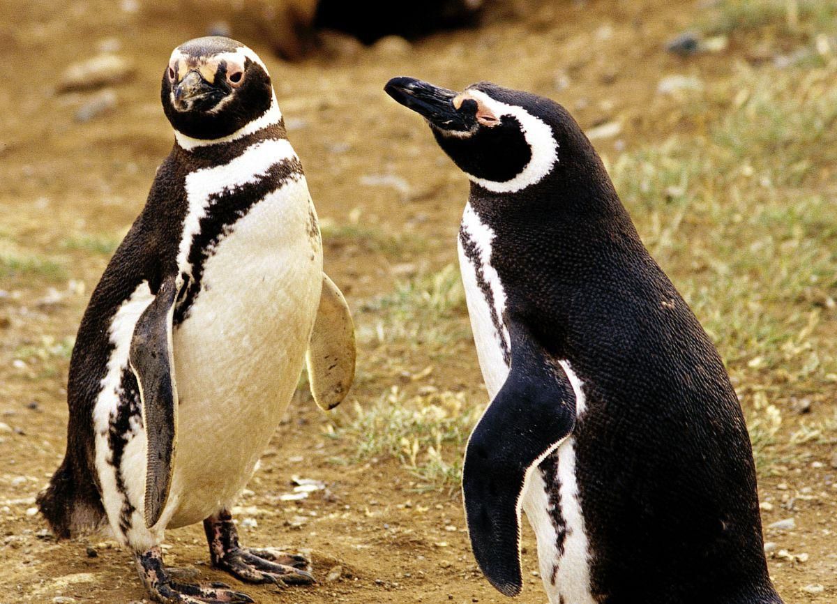 Was essen Pinguine Entdecken Sie ihre Ernährung