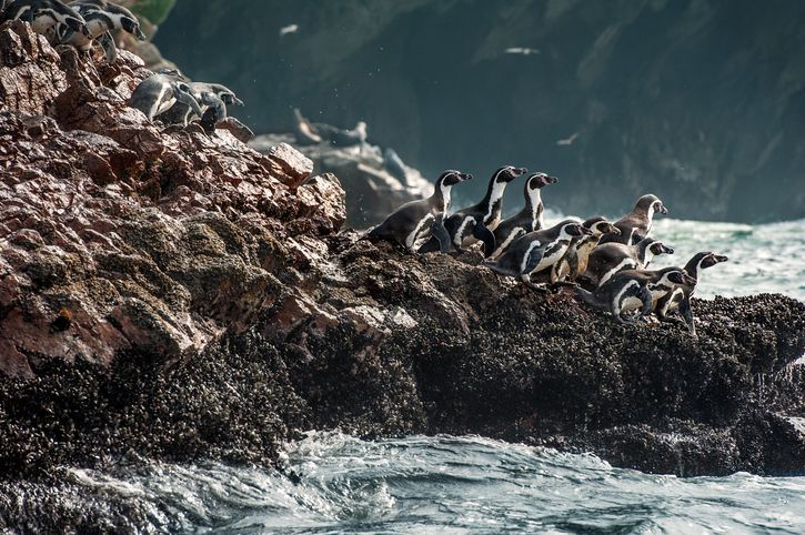 Insel Chiloé Pinguine