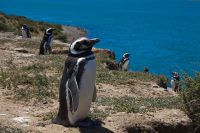 Erfahren Sie mehr über die vier Pinguinkolonien, die Sie besuchen können
