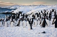 Biologische Anpassungen von Pinguinen, um in der Antarktis überleben zu können