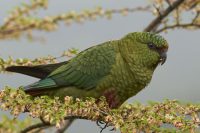 Vögel in Patagonien – Vogelbeobachtung