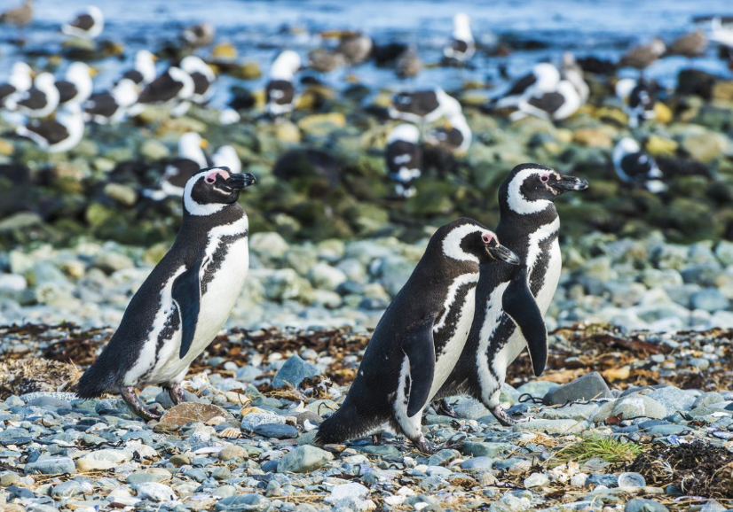 Insel Chiloé Pinguine