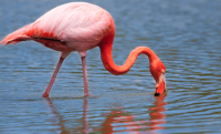 5 faszinierende Fakten über die Flamingos auf den Galapagos Inseln
