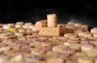 Ein Hochgenuss für echte Kenner: chilenischer Wein