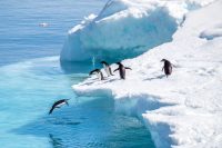 Abenteuer in Sicht: Reise zum Südpol