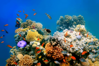 10 witzige Fakten über Korallenriffe
