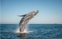 Beliebteste Ziele für Walbeobachtungstouren in Patagonien