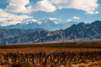 Von Torrentés bis Semillon: Argentinische Weißweine im Fokus