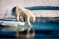 Ursachen und Auswirkungen der Umweltverschmutzung auf die Polarregionen