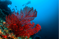 Die Bedeutung von Korallenriffen: Warum sind sie für die Umwelt so wichtig?