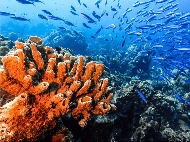 Bedeutung Korallenriffen