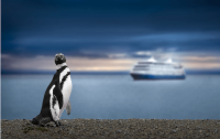 Insel Chiloé: Die faszinierende Welt der Pinguinkolonien