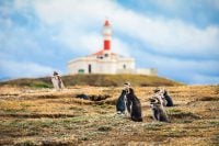 Isla Magdalena: Ein Paradies zum Beobachten von Pinguinen